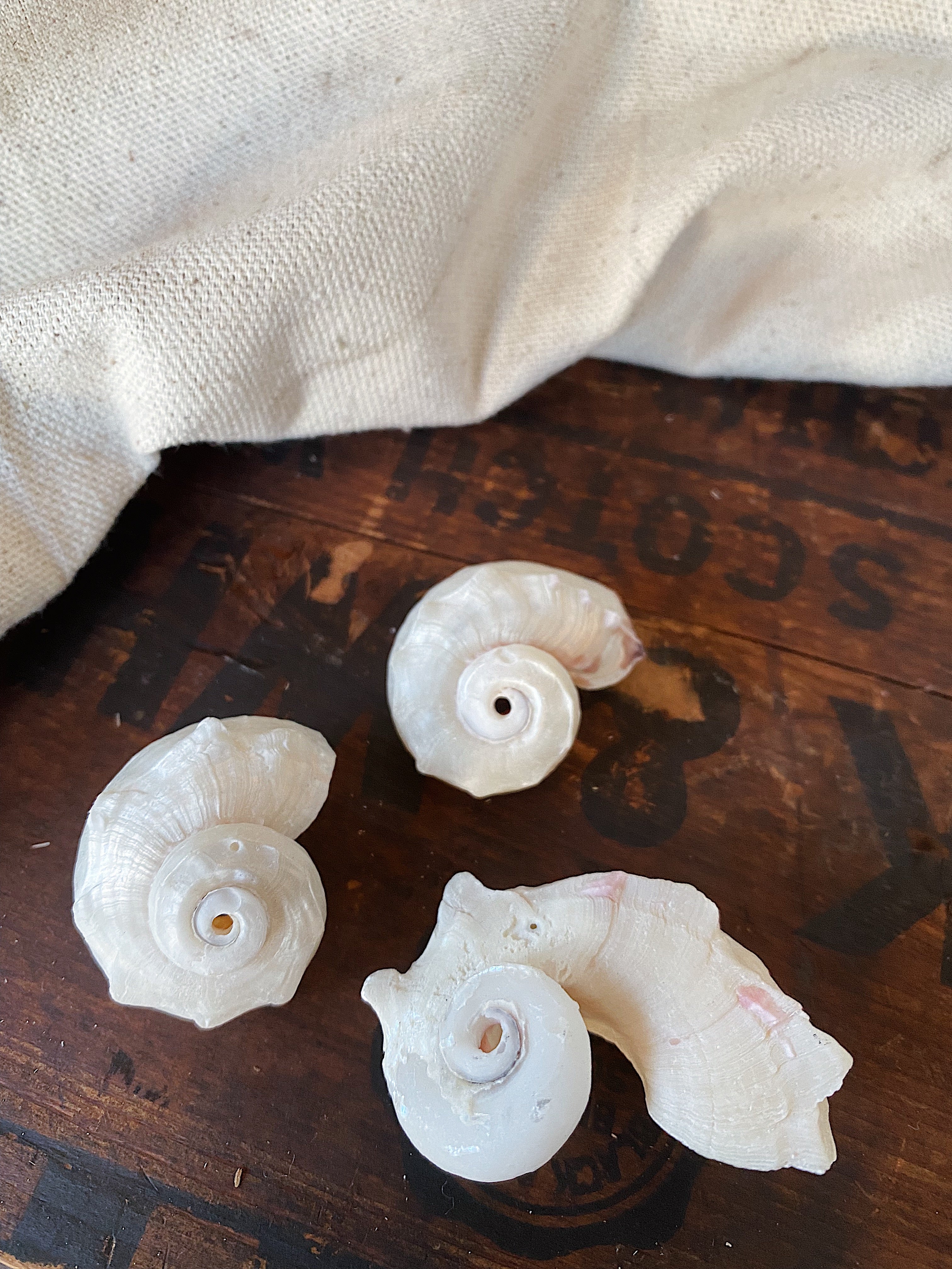 1.5-2" Pearlescent Common Delphinula Sea Snail Shell, NA201