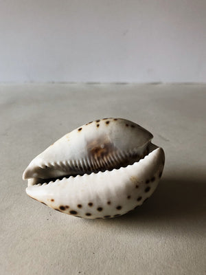 3-3.5" Tiger Cowrie Shell, NA46