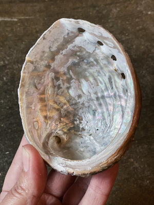 3-4" Assorted Abalone Shell, NA06