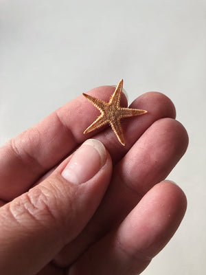 1" Sugar Sea Star, NA11