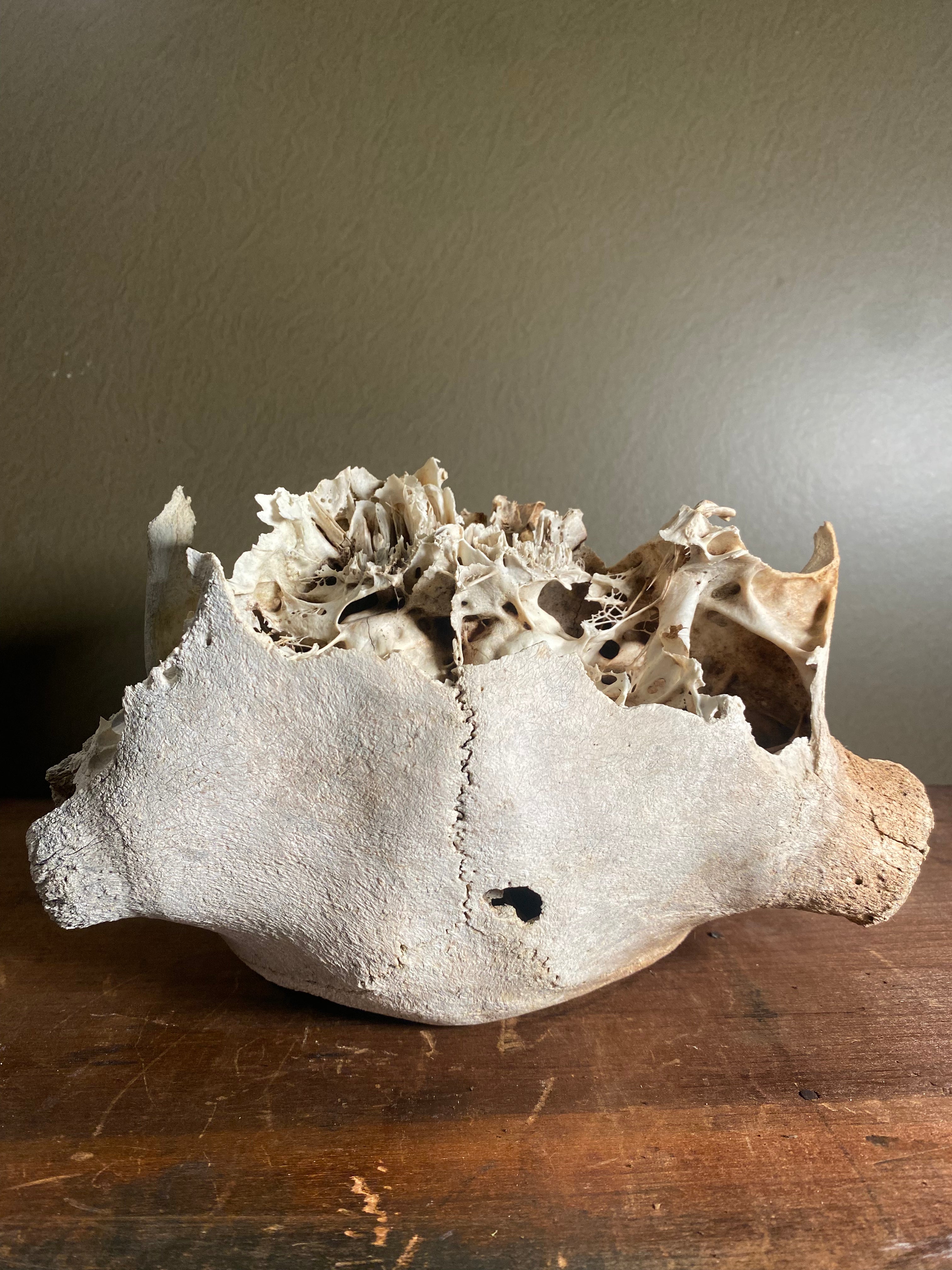 Partial Craft Bull Skull, SB163