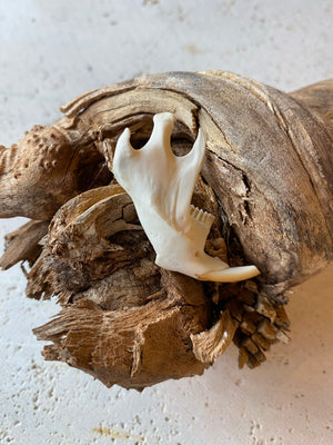 Muskrat Jaw, SB284