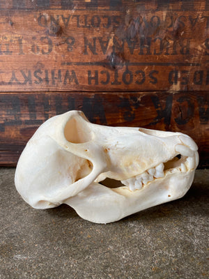 Male Baboon Skull, SB192