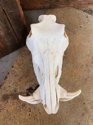 African Warthog Skull, SB323