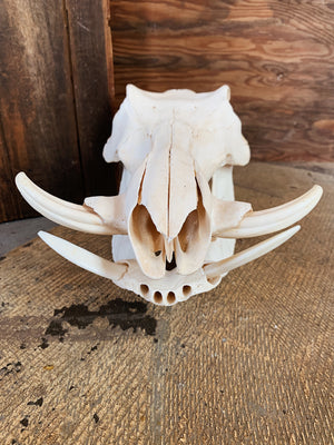 African Warthog Skull, SB323