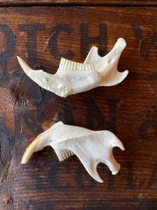 Muskrat Jaw, SB284