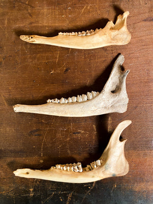 Craft Deer Jaw, SB584
