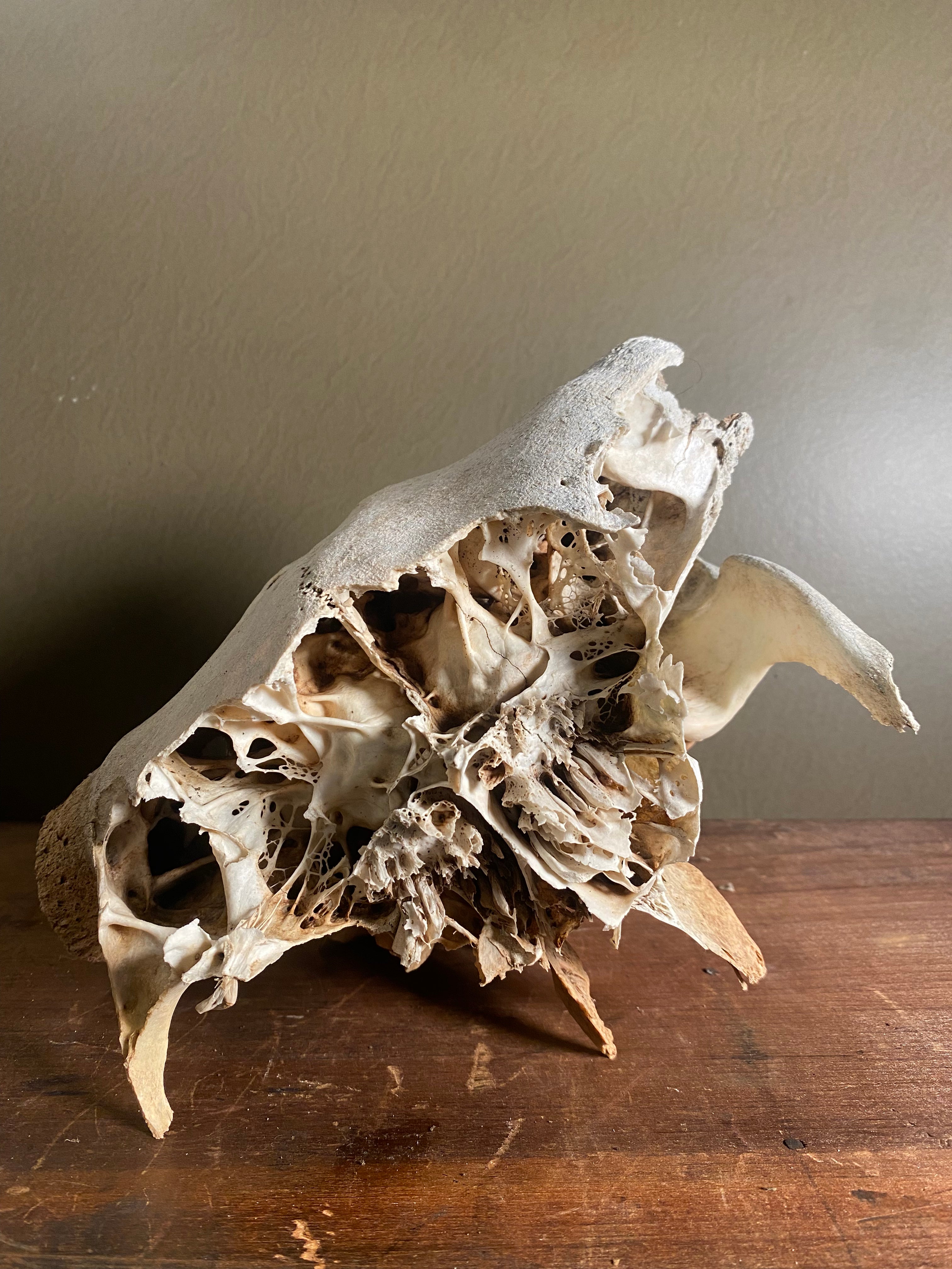 Partial Craft Bull Skull, SB163