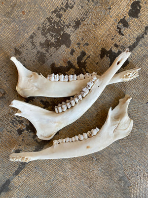 Deer Jaw Bone, SB379