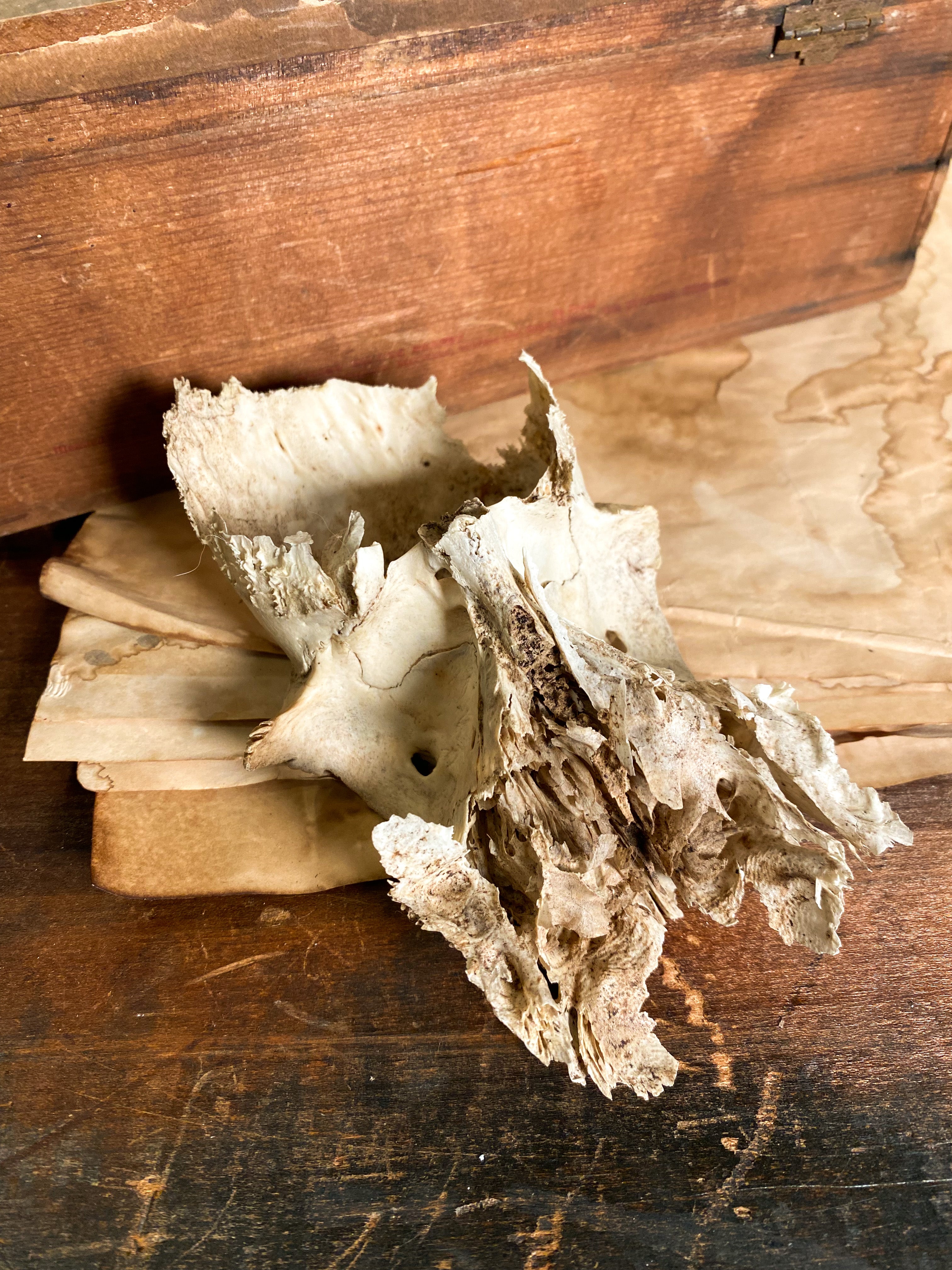 Partial Deer Skull, SB543