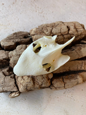Ambonia Box Turtle Skull, SB385