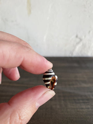 0.25-0.5" Bumblebee Snail Shell, NA19