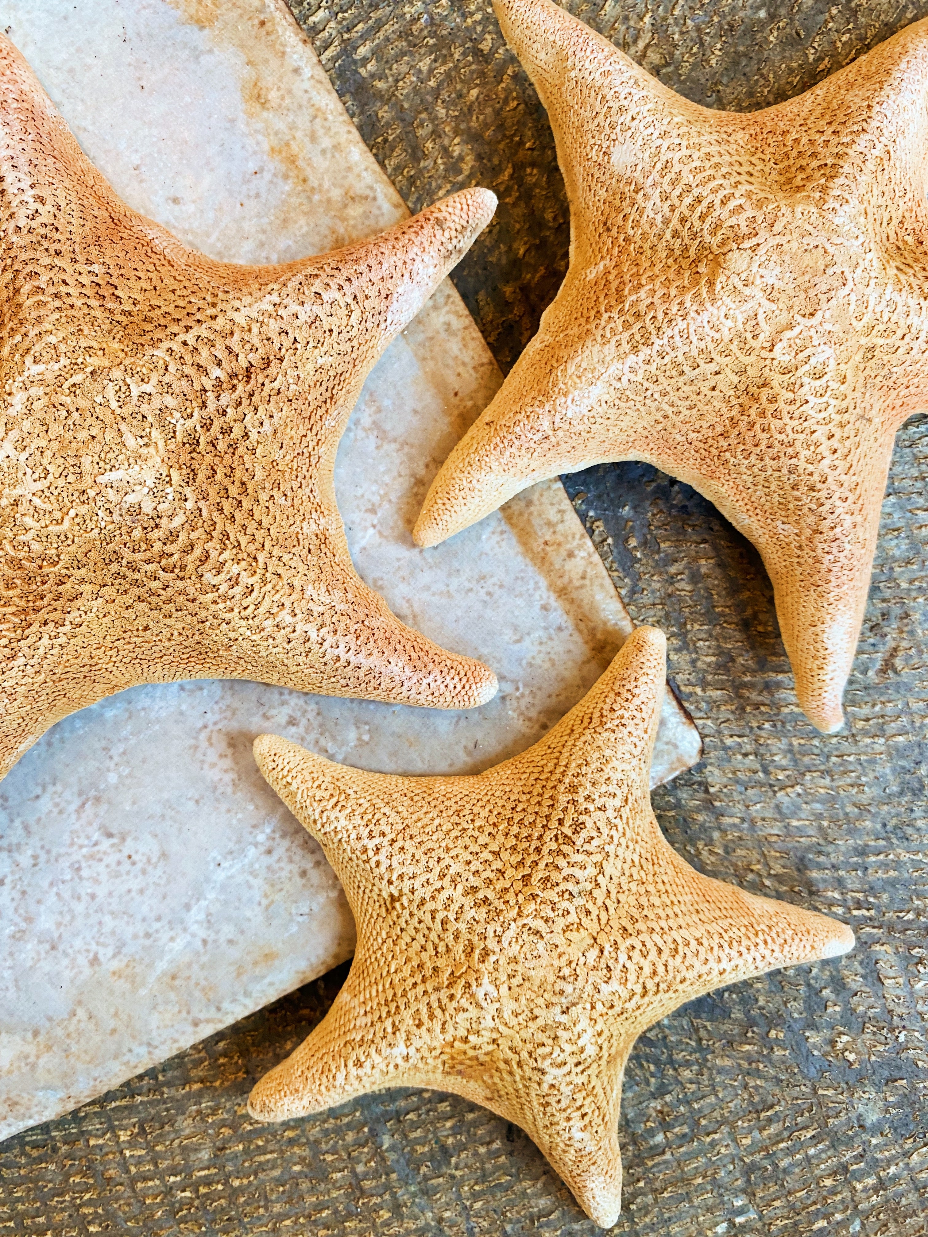4-6" Bat Sea Star, NA23