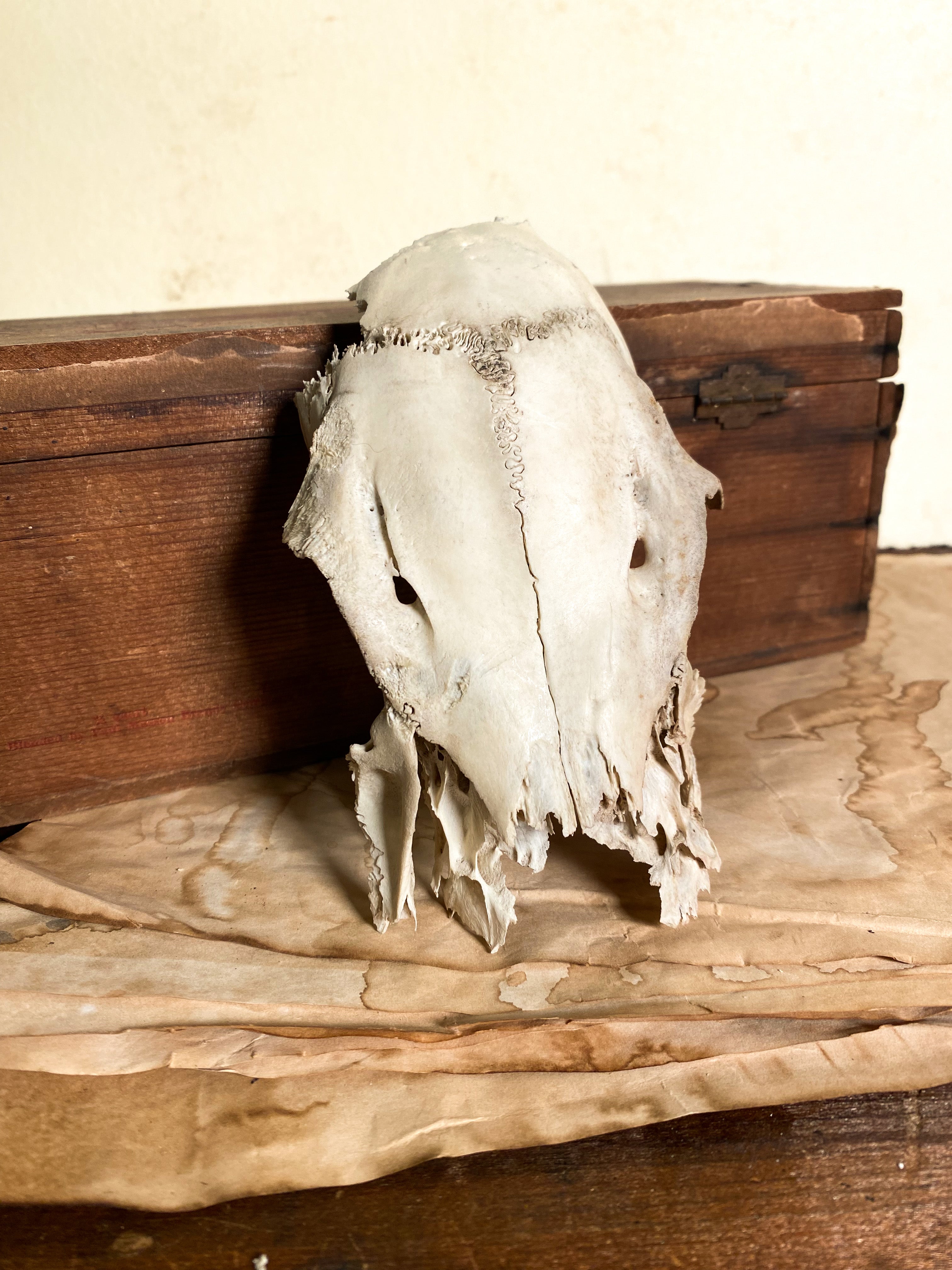 Partial Deer Skull, SB543