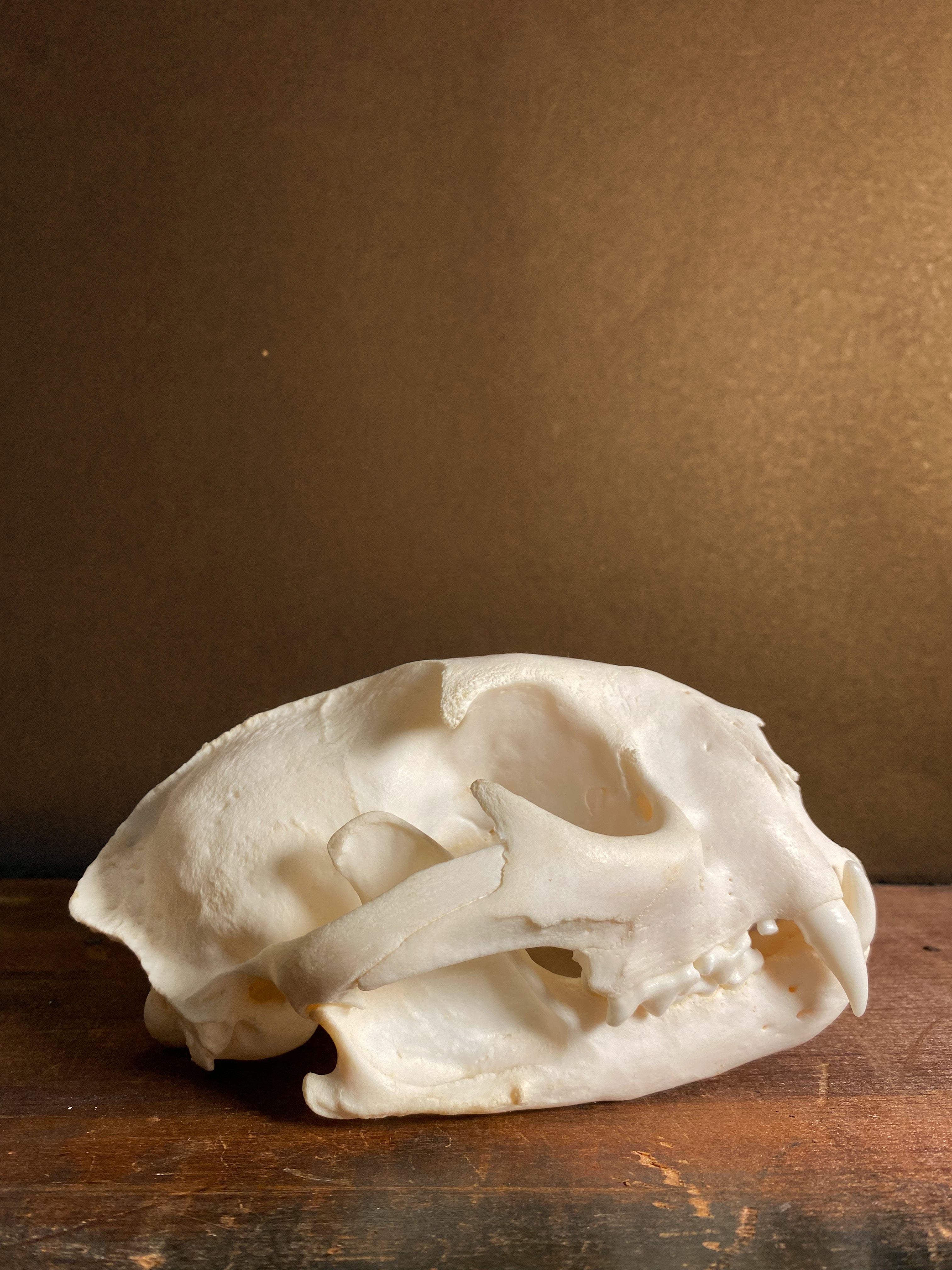 Mountain Lion Skull, SB753