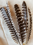 12-16" Rio Grande Turkey Feather, PS103