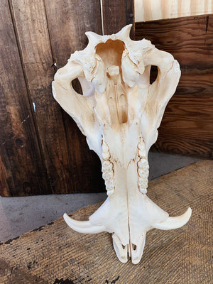 African Warthog Skull, SB323