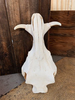 African Warthog Skull, SB323