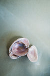5.5-6.25" Pink Papershell Mollusk, NA316