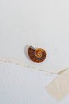 .75" Fossilized Ammonite Half, RM273