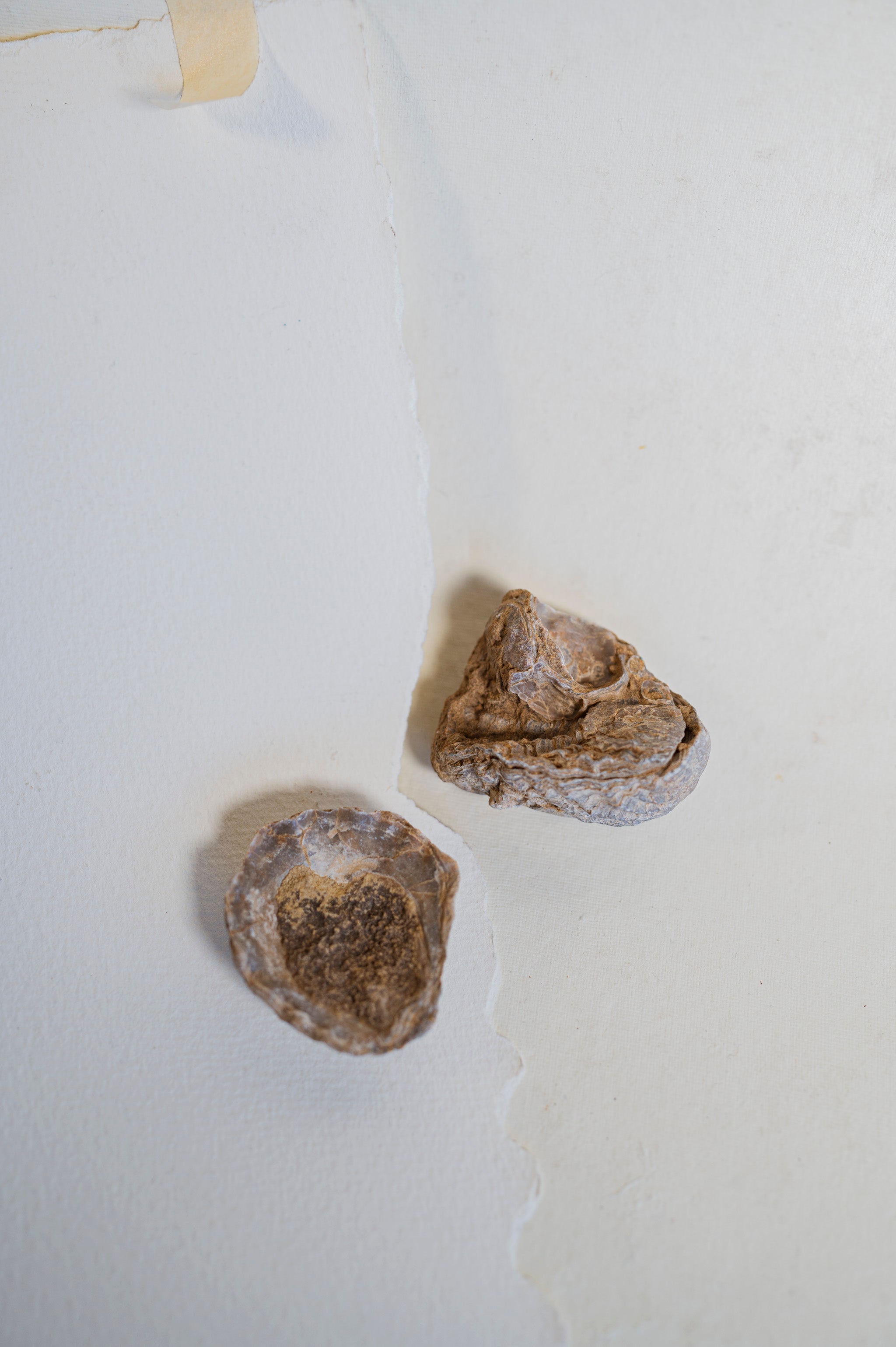 1-2.5" Fossilized Scallop Chesapecten Jeffersonius Shell, RM515