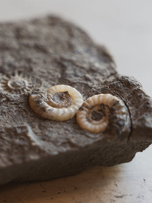 1" Fossilized Promicroceras Planicosta Ammonites In Matrix, RM96