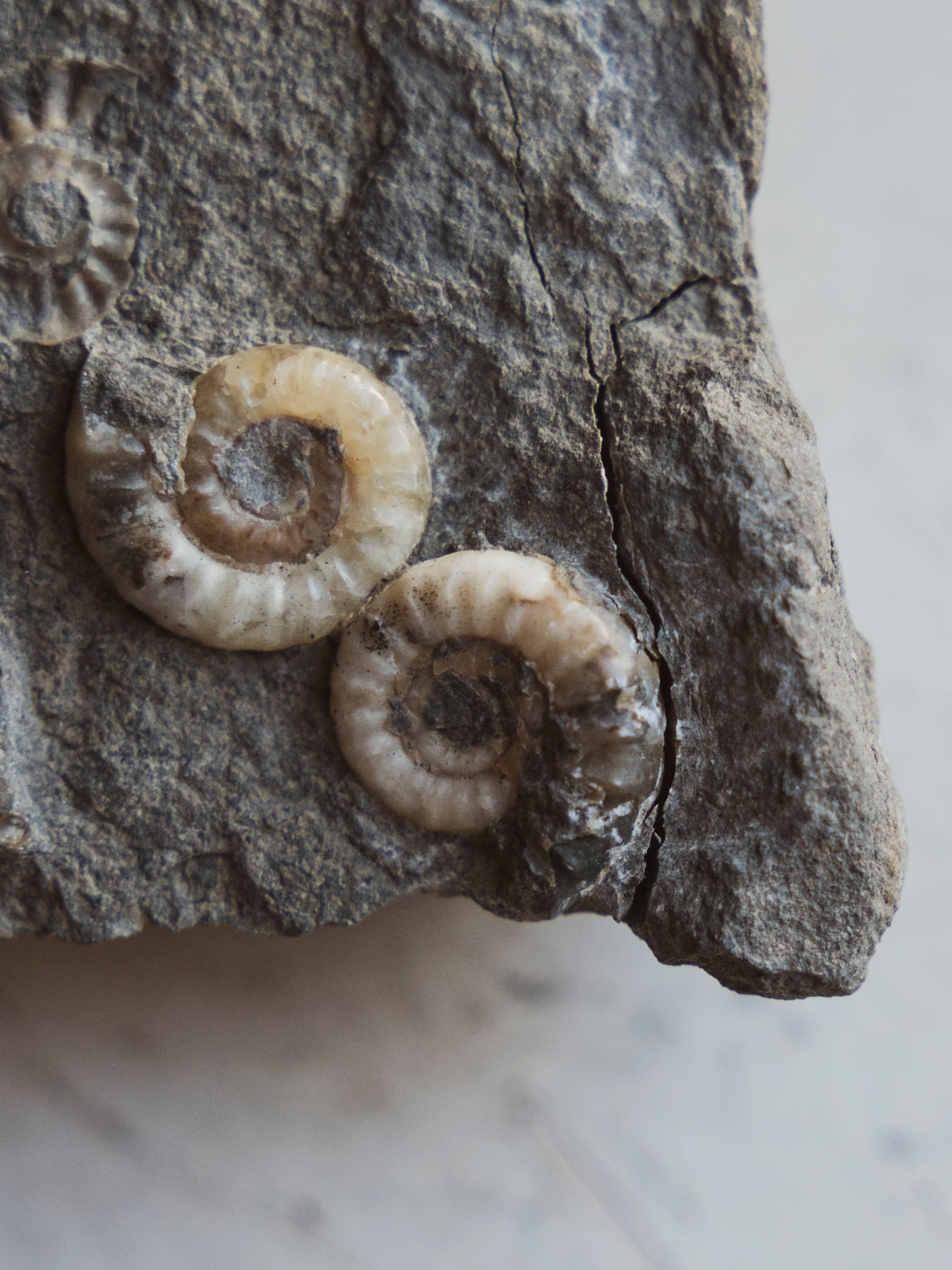 1" Fossilized Promicroceras Planicosta Ammonites In Matrix, RM96